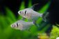 Preview: Schwarzer Phantomsalmler - Hyphessobrycon megalopterus